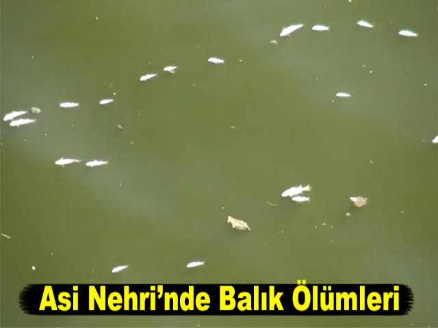 Asi Nehri’nde Balık Ölümleri