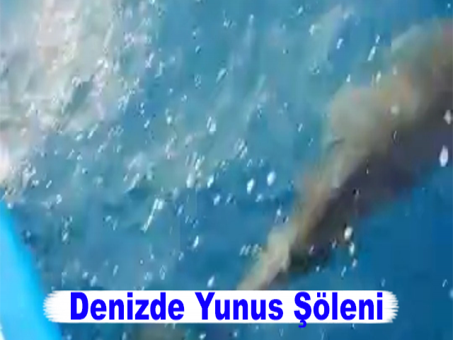 Denizde Yunus Şöleni