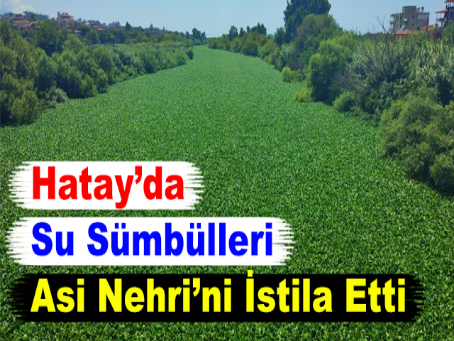 Hatay’da Su Sümbülleri Asi Nehri’ni İstila Etti