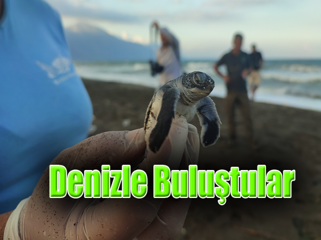 Hatayda yavru kaplumbağalar denizle buluştu