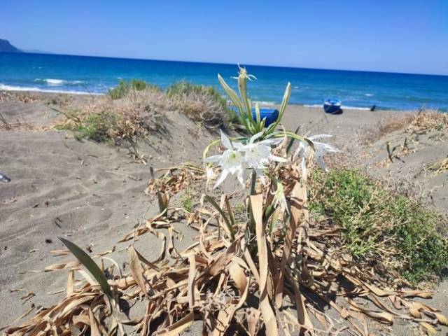 Koruma altındaki kum zambakları çiçek açtı