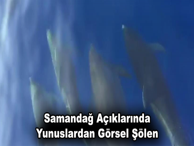 Samandağ Açıklarında Yunuslardan Görsel Şölen
