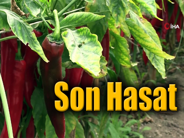 Samandağ biberinde son hasat