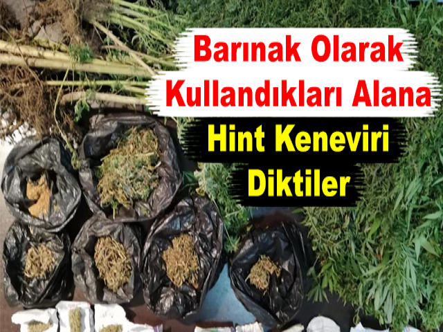 Barınak Olarak Kullandıkları Alana Hint Keneviri Diktiler