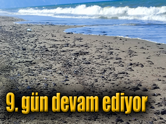 Hatay Samandağ sahilinde petrol sızıntısı temizliği 9. gün de devam ediyor