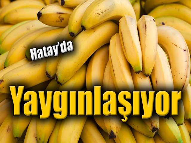 Hatayda muz yetiştiriciliği yaygınlaşıyor
