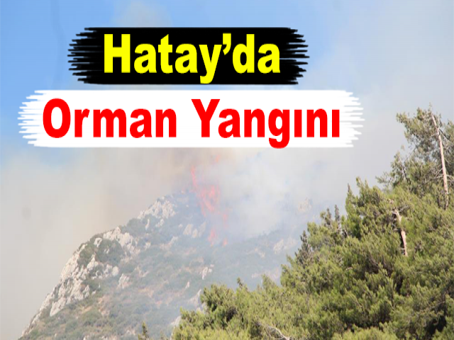 Hatay’da Orman Yangını