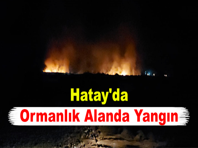 Hatay'da Ormanlık Alanda Yangın
