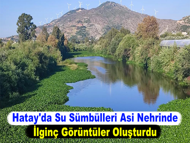 Hatay'da Su Sümbülleri Asi Nehrinde İlginç Görüntüler Oluşturdu