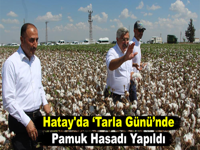 Hatay'da 'Tarla Günü'nde Pamuk Hasadı Yapıldı