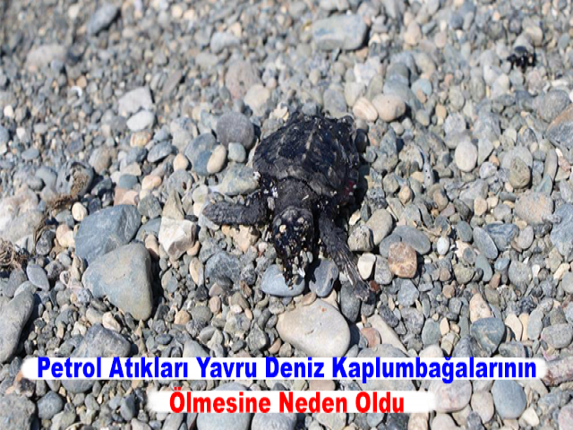 Petrol Atıkları Yavru Deniz Kaplumbağalarının Ölmesine Neden Oldu
