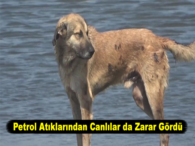 Petrol Atıklarından Canlılar da Zarar Gördü