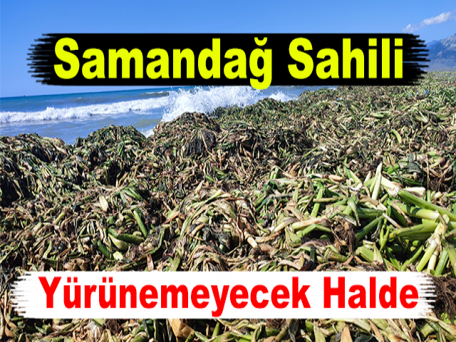 Samandağ Sahili Yürünemeyecek Hale Geldi