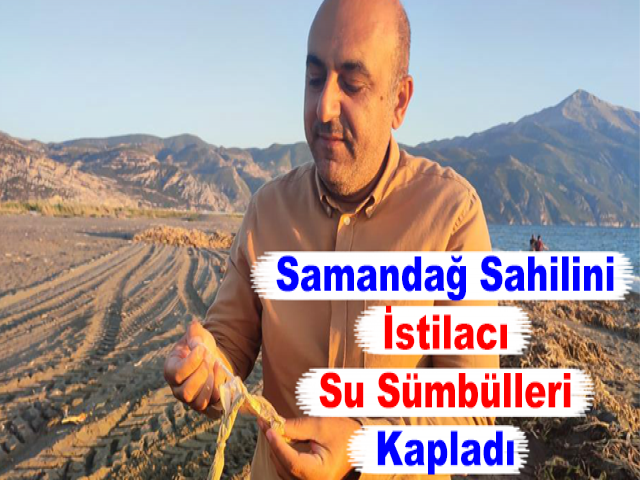 Samandağ Sahilini İstilacı Su Sümbülleri Kapladı