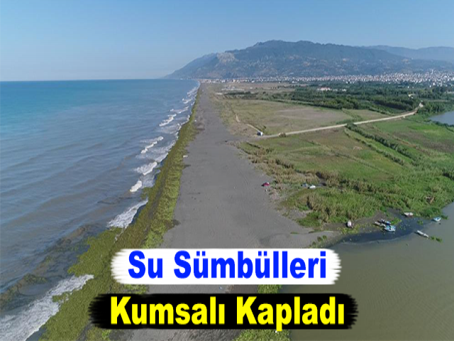 Su Sümbülleri Kumsalı Kapladı