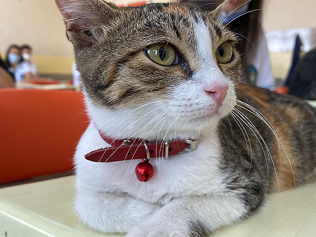 Bu okulda çocuklara hayvan sevgisi aşılanıyor