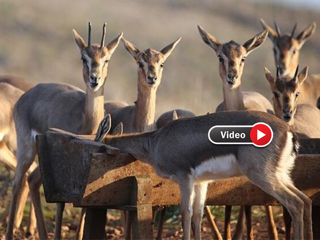 Hatay'da dağ ceylanlarına ayda iki bin ziyaretçi