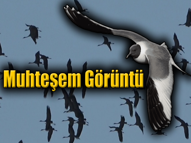 Hatayda göç eden turnaların muhteşem görüntüsü