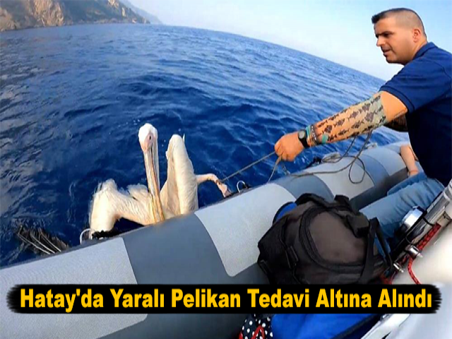 Hatay'da Yaralı Pelikan Tedavi Altına Alındı
