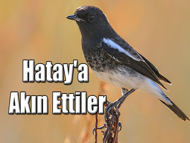 Kara Taşkuşu'nu görmek için Hatay'a akın ettiler