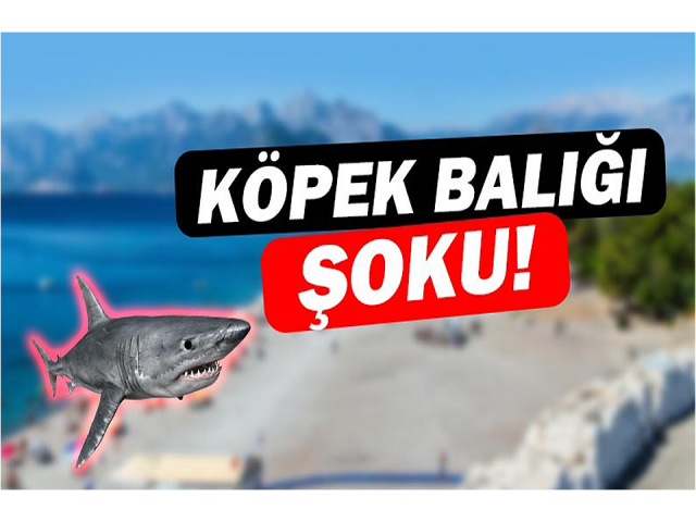 Samandağ açıklarında köpek balığı şoku