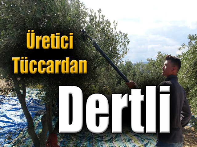  Zeytin üreticisi tüccardan dertli