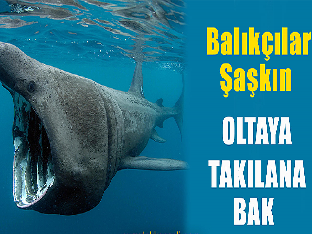 Amatör balıkçı 1,5 metrelik köpek balığı yakaladı