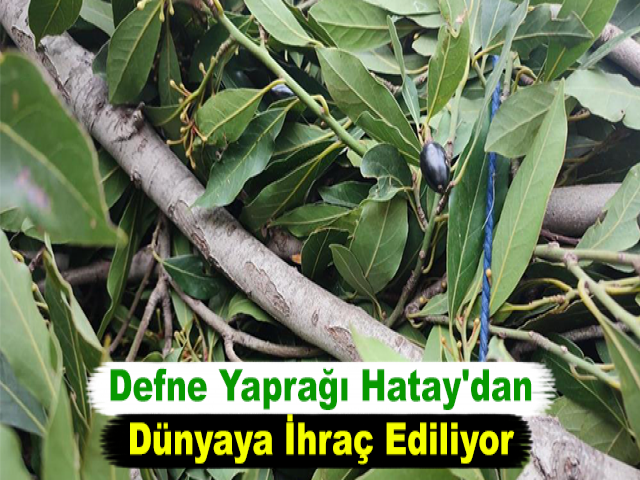 Defne Yaprağı Hatay'dan Dünyaya İhraç Ediliyor