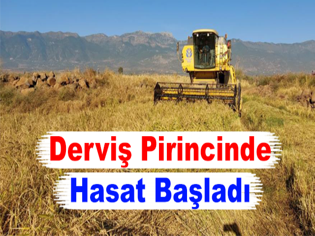 Derviş Pirincinde Hasat Başladı