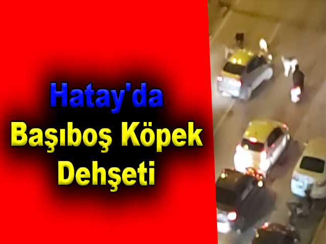 Hatay'da Başıboş Köpek Dehşeti