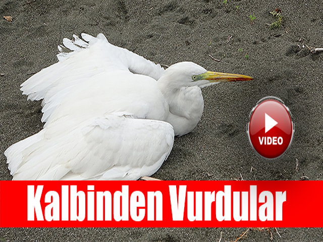 Hatayda Büyük ak balıkçılı kalbinden vurdular