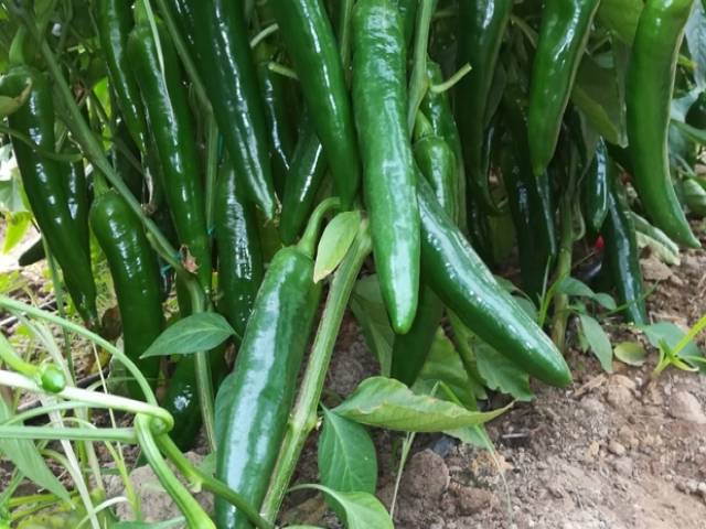 Her derde deva: Samandağ biberi