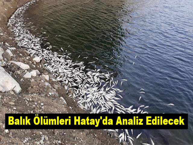 Balık Ölümleri Hatay'da Analiz Edilecek