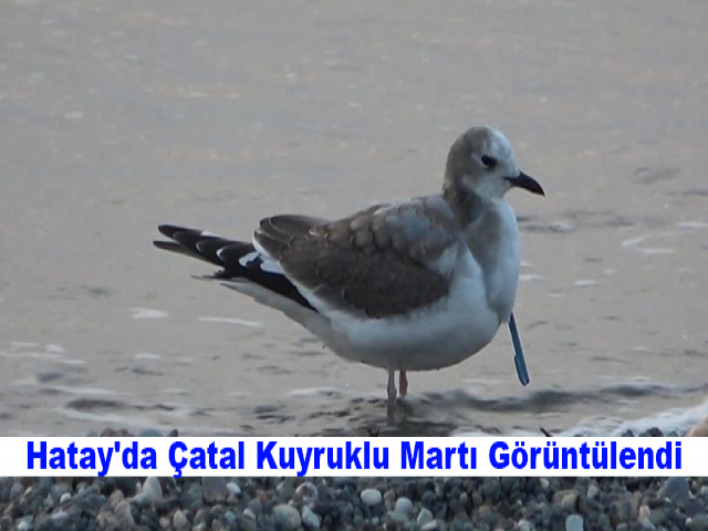 Hatay'da Çatal Kuyruklu Martı Görüntülendi