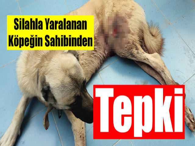 Hatayda Silahla yaralanan köpeğin sahibinden tepki