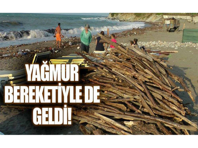 Sahile vuran odunlar kışlık yakacakları oldu