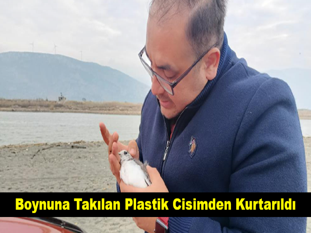 Boynuna Takılan Plastik Cisimden Kurtarıldı