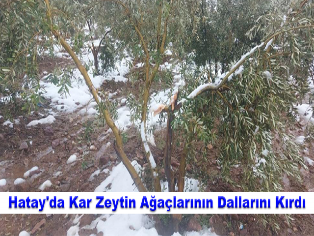 Hatay'da Kar Zeytin Ağaçlarının Dallarını Kırdı