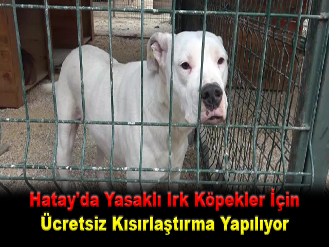 Hatay'da Yasaklı Irk Köpekler İçin Ücretsiz Kısırlaştırma Yapılıyor