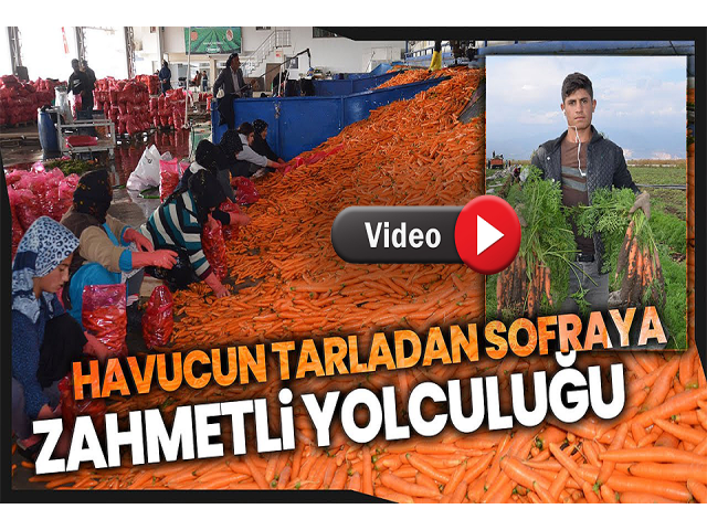 Havucun tarladan sofraya zahmetli yolculuğu