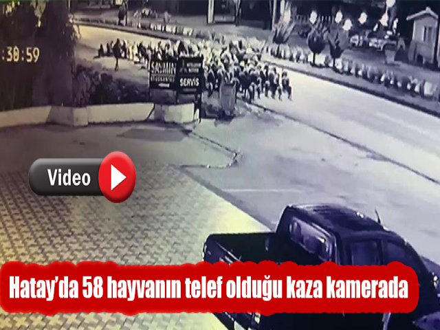 Hatay’da 58 hayvanın telef olduğu kaza kamerada