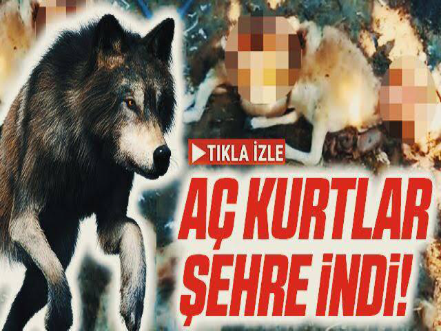 Hatay’da Aç Kurtlar İlçeye İndi