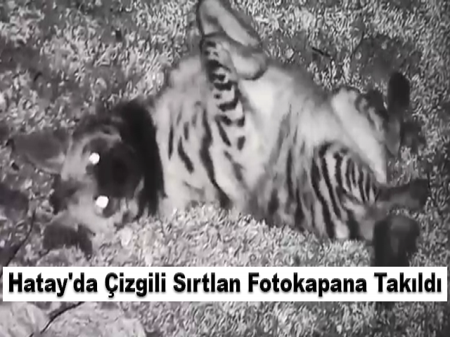 Hatay'da Çizgili Sırtlan Fotokapana Takıldı