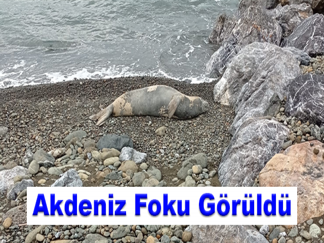 Hatay'da Nesli Tükenme Tehlikesi Altındaki Akdeniz Foku Görüldü
