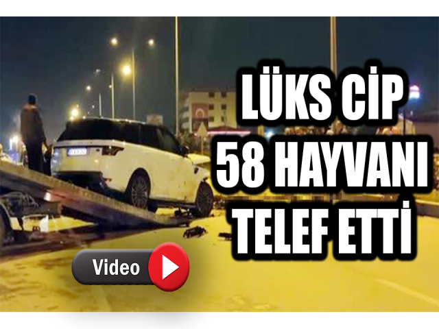 Hatay’da sürüyü telef eden kaza 