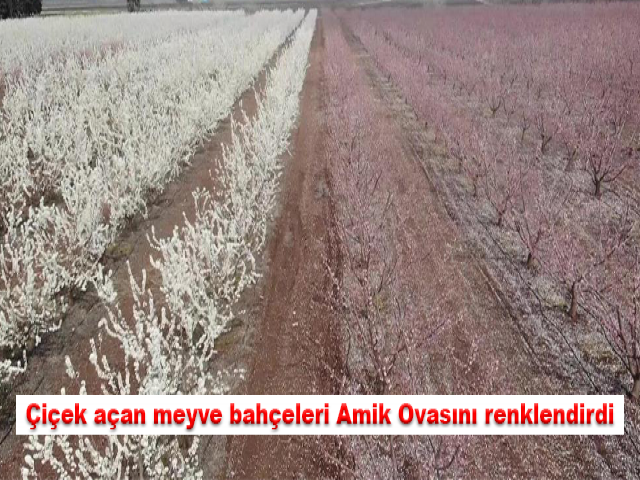 Çiçek açan meyve bahçeleri Amik Ovasını renklendirdi