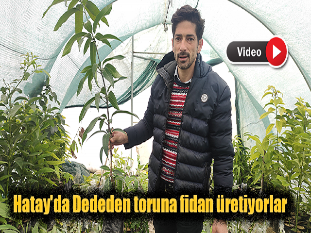 Hatay'da Dededen toruna fidan üretiyorlar
