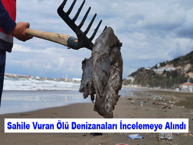 Hatay'da Sahile Vuran Ölü Denizanaları İncelemeye Alındı