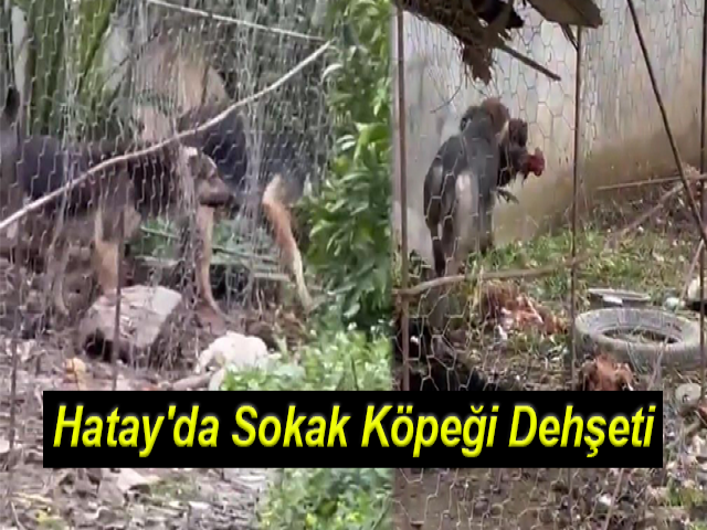 Hatay'da Sokak Köpeklerinin Kümese Saldırdığı Anlar Böyle Görüntülendi