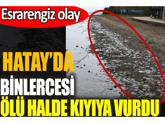 Hatay'da yüzlerce ölü denizanası sahile vurdu